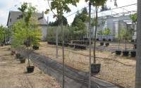 acer globosum tige