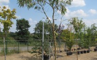 eucalyptus