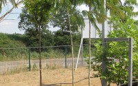 albizia julibrissin