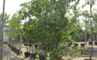 Bouleau utilis