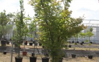 Acer palmatum