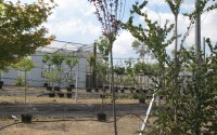 prunus pissardi tige