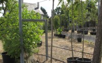 catalpa boule tige