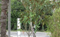 Magnolia grandiflora