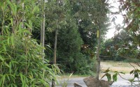 Chene vert tige 