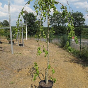 Arbres d'ornement
