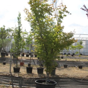 Arbres d'ornement