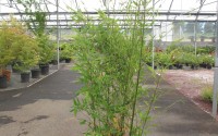 bambou bissetii 