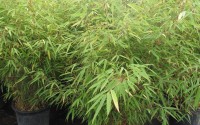 fargesia rufa