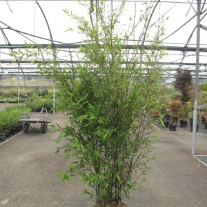 Bambou traçant et non traçant