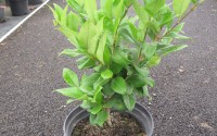 troene texanum