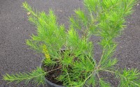 grevillea juniperina