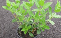 laurier tin