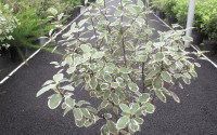 pittosporum tenuifolium variegatum