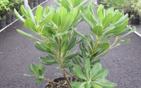 pittosporum tobira