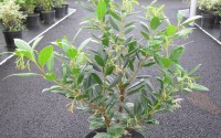 arbutus unedo atlantic