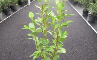 griselinia littoralis