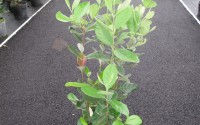 feijoa sellowiana