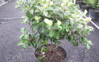 pittosporum tenuifolium cap sizun