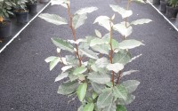 elaeagnus ebbingei 