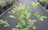 photinia red robin haie