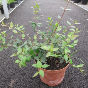 Arbustes de haie persistants