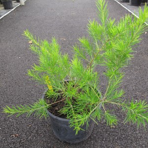 Arbustes de haie persistants