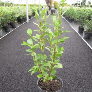 Arbustes de haie persistants