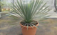 yucca rostrata