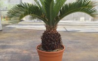 cycas revoluta