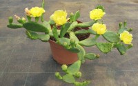 cactus couvre sol non gelif