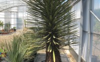 yucca filifera