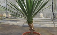 yucca gloriosa