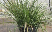 hesperaloe parviflora