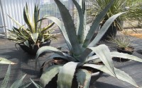 agave americana