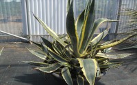 agave americana variegata