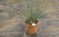 nolina nelsonii