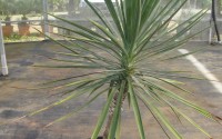 yucca aloifolia