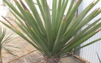 yucca