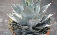 agave