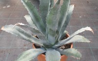 agave americana