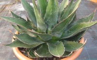 agave