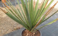 yucca