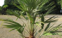 chamaerops humilis