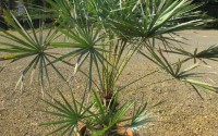 chamaerops humilis cerifera