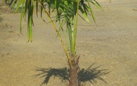 trachycarpus fortunei