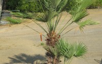 chamaerops humilis chevaigne 