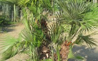 chamaerops humilis rennes
