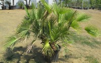 chamaerops humilis chevaigne