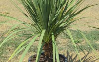 cordyline australis rennes